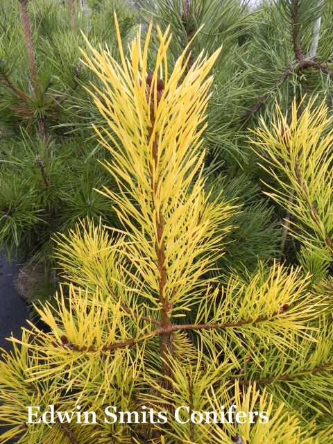 Pinus sylvestris 'Meffengowd'